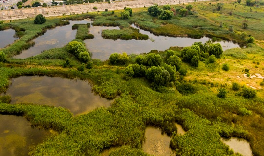   Asociația Delta Văcărești